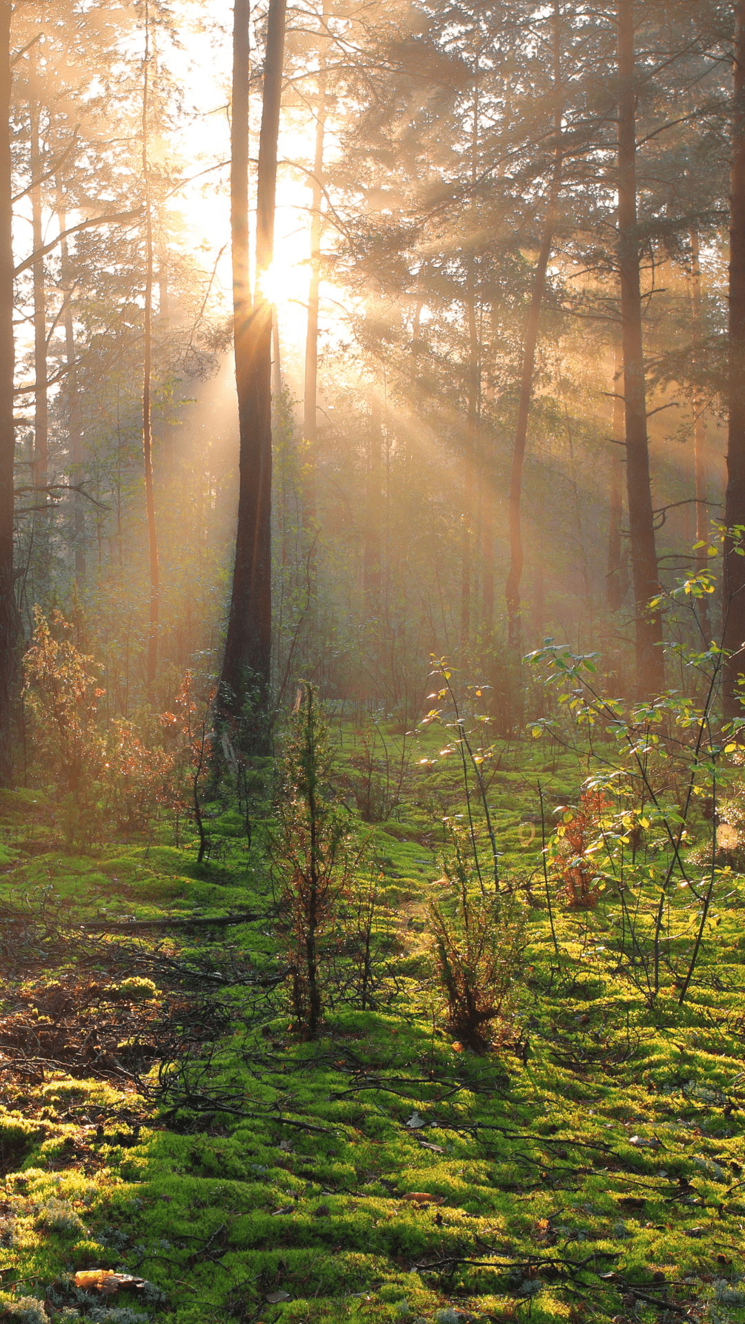 Sonnenstrahlen brechen durch hohe Bäume in einem friedlichen, moosbedeckten Wald.