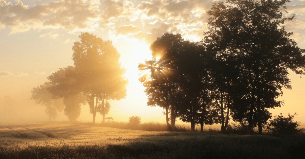 Goldener Sonnenaufgang über einer ruhigen Wiese mit Bäumen im Morgennebel, sinnbildlich für einen sanften Start in den Tag.