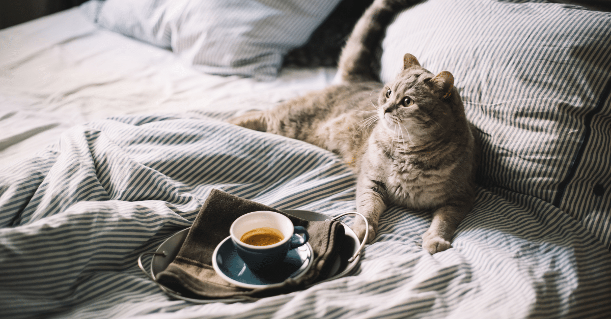 Katze liegt entspannt auf einem Bett neben einer Tasse Espresso, sinnbildlich für einen ruhigen, gemütlichen Morgen zuhause.